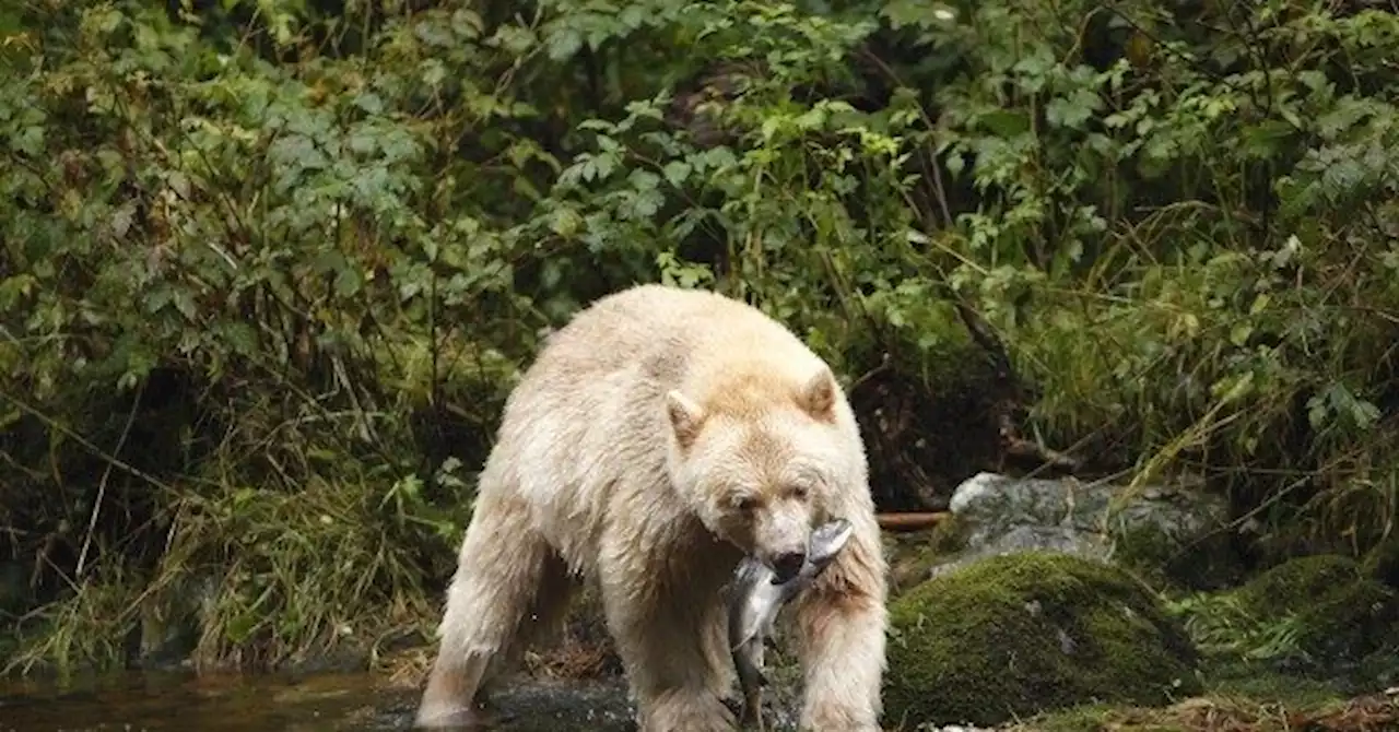 PHOTO: Rare White 'Spirit Bear' Confirmed in Michigan