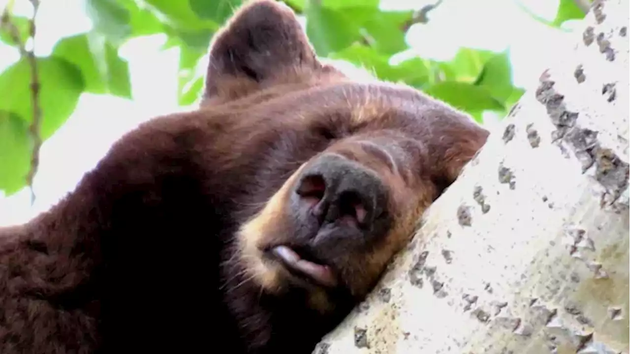 Parks Canada issues warning after bears enter Jasper, Alta., to feast on fruit trees | CBC News