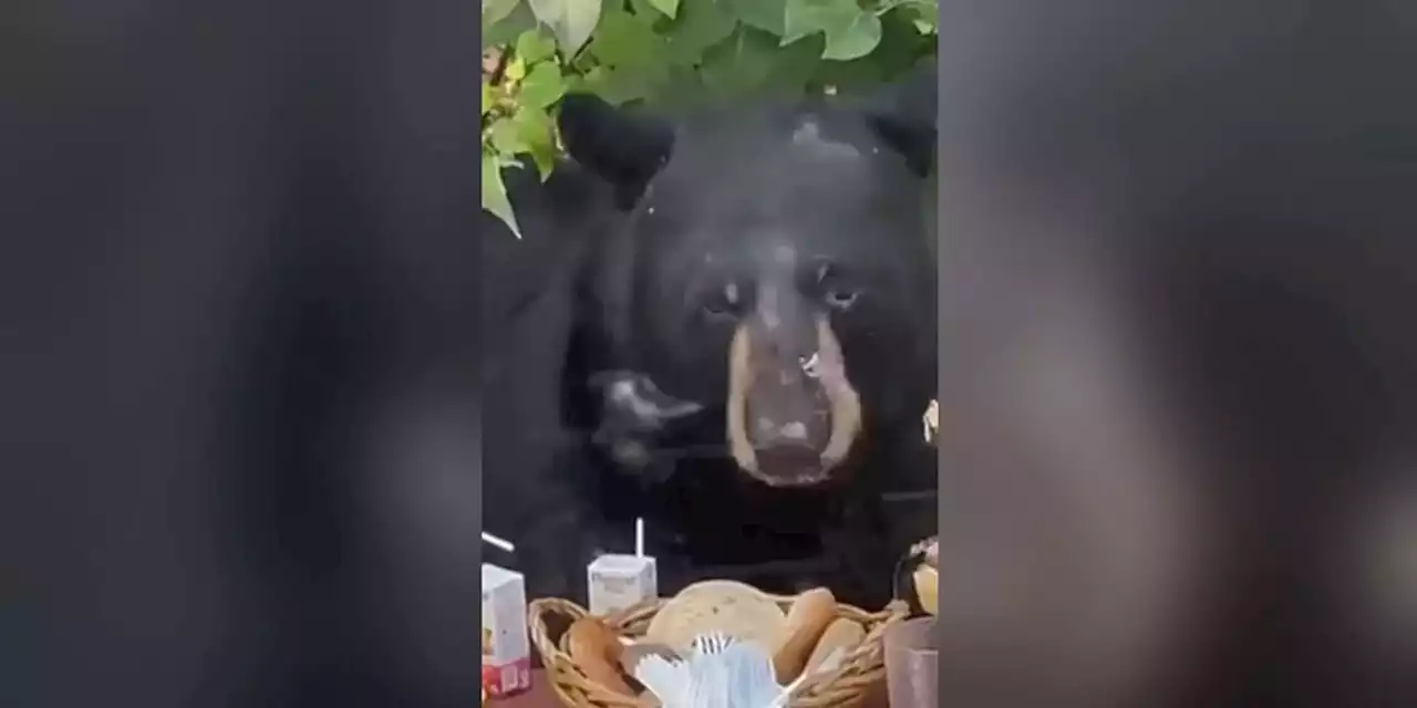 Bear crashes 2-year-old’s birthday party, eats cupcakes