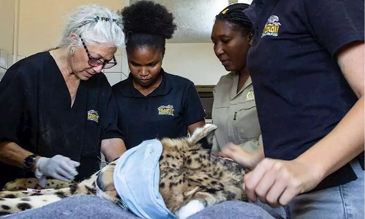 8 cheetahs arrive to India from Namibia as part of reintroduction project | CNN