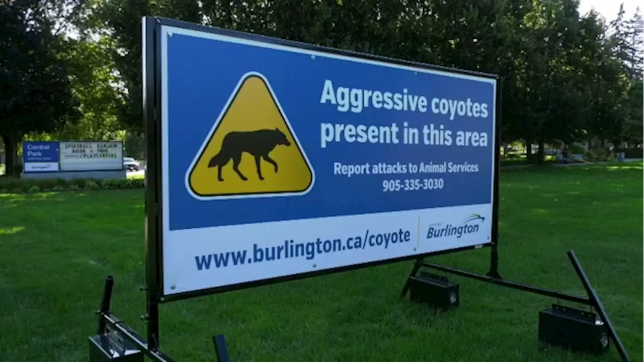 Another person bit by coyote in Burlington; 7th unprovoked attack reported