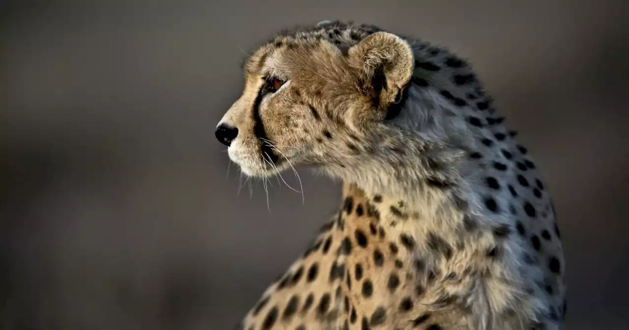 India reintroduces cheetahs after extinction 70 years ago