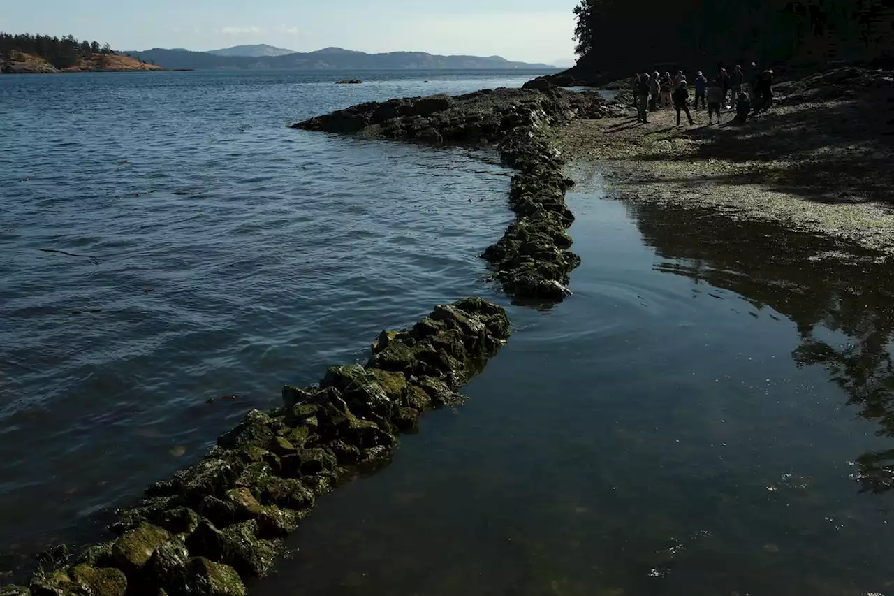 Restoring the culinary and cultural bounty of ancient Indigenous sea gardens in B.C.