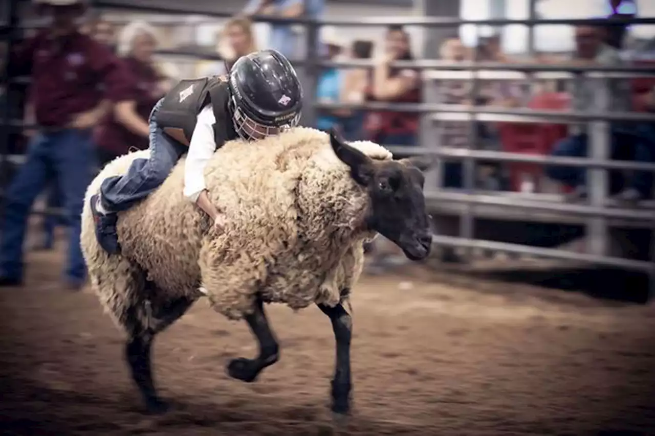 Everything you need to know before the 86th annual Fort Bend County Fair and Rodeo