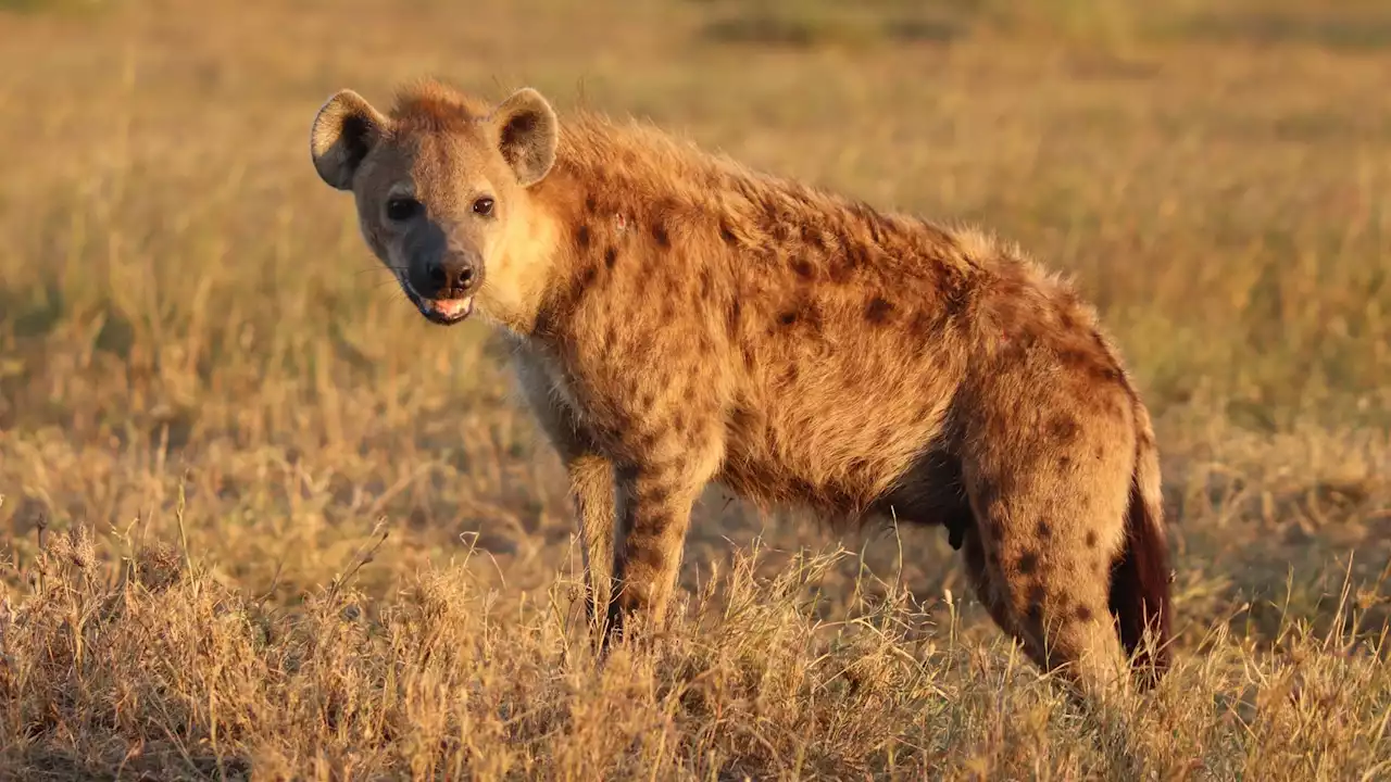 Hyenas know when and who to ‘whoop’ at thanks to their built-in caller ID system