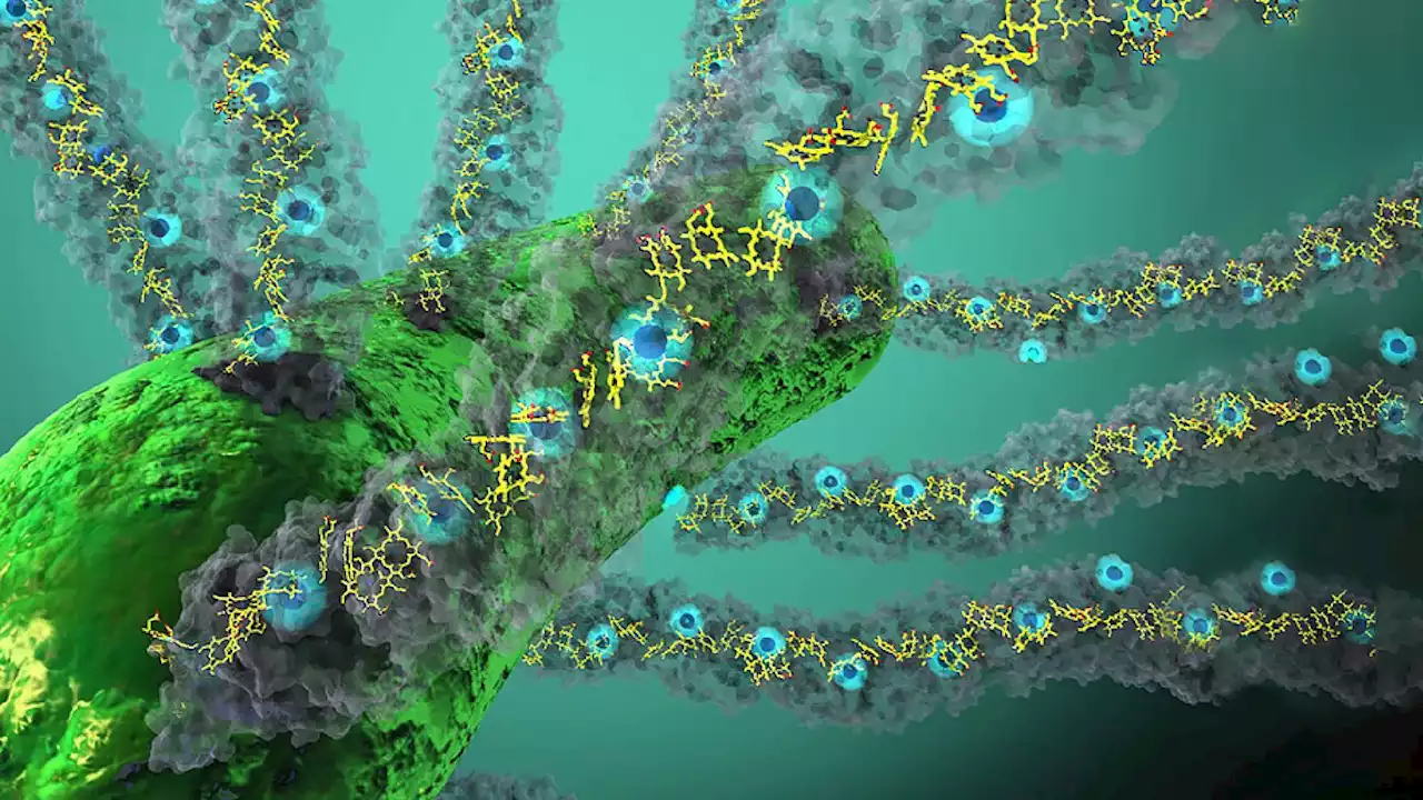 Scientists discover bacteria that can use light to 'breathe' electricity