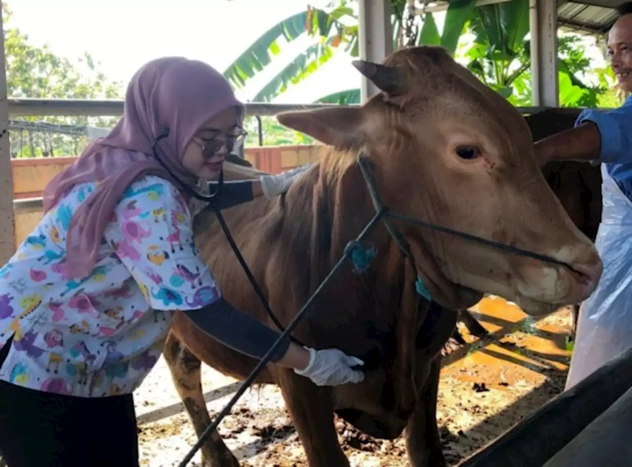 Magetan Dapat Tambahan Jatah 37 Ribu Dosis Vaksin PMK