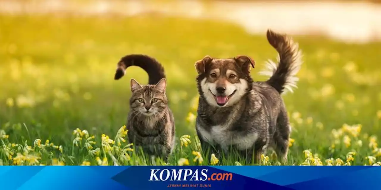 Asa Usul Anjing dan Kucing Kerap Bertengkar