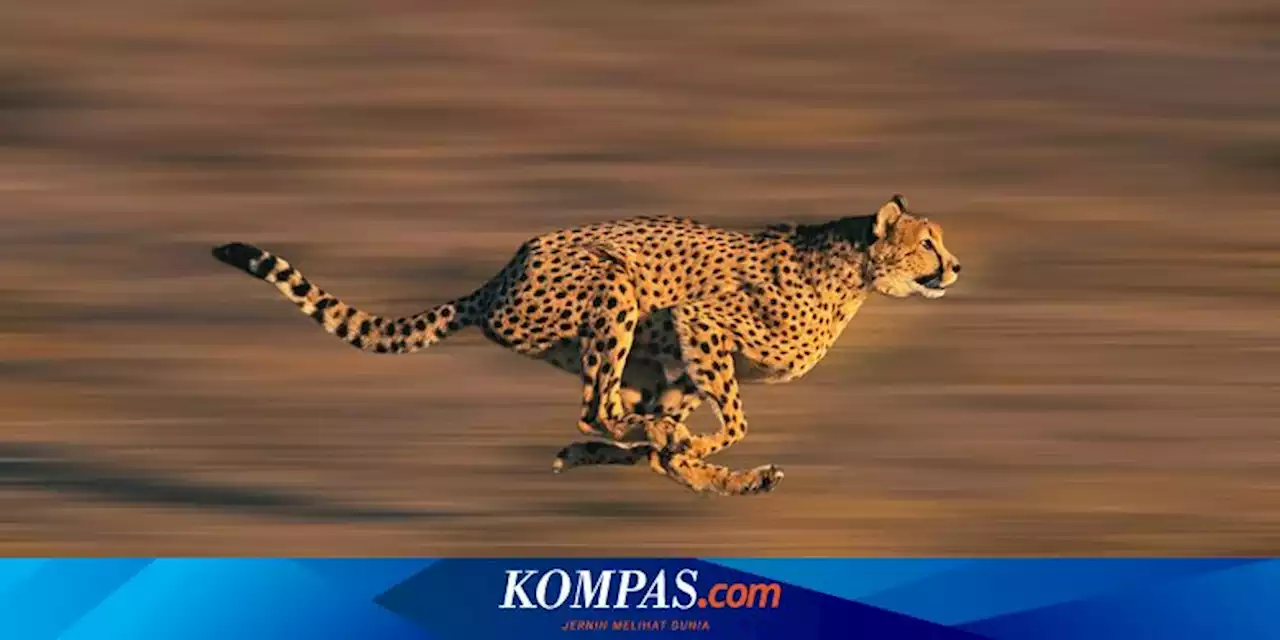 Cheetah Muncul Lagi di India Setelah Punah 70 Tahun