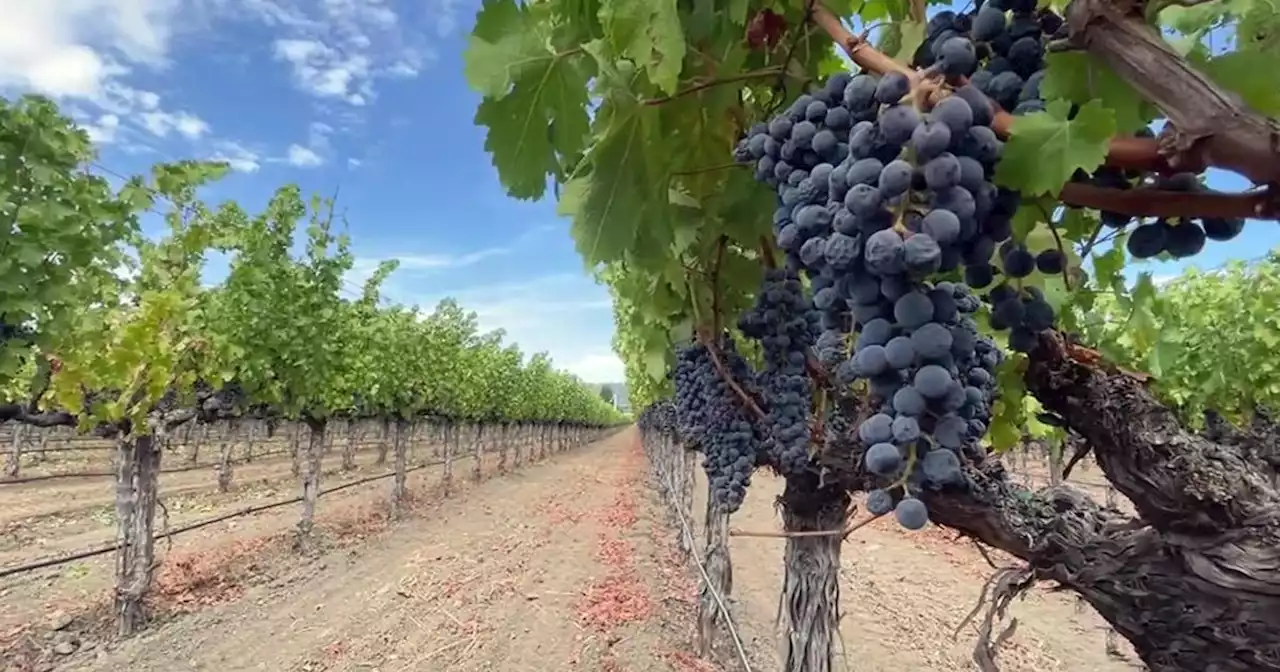 Napa Valley winemakers see approaching rain as good news / bad news