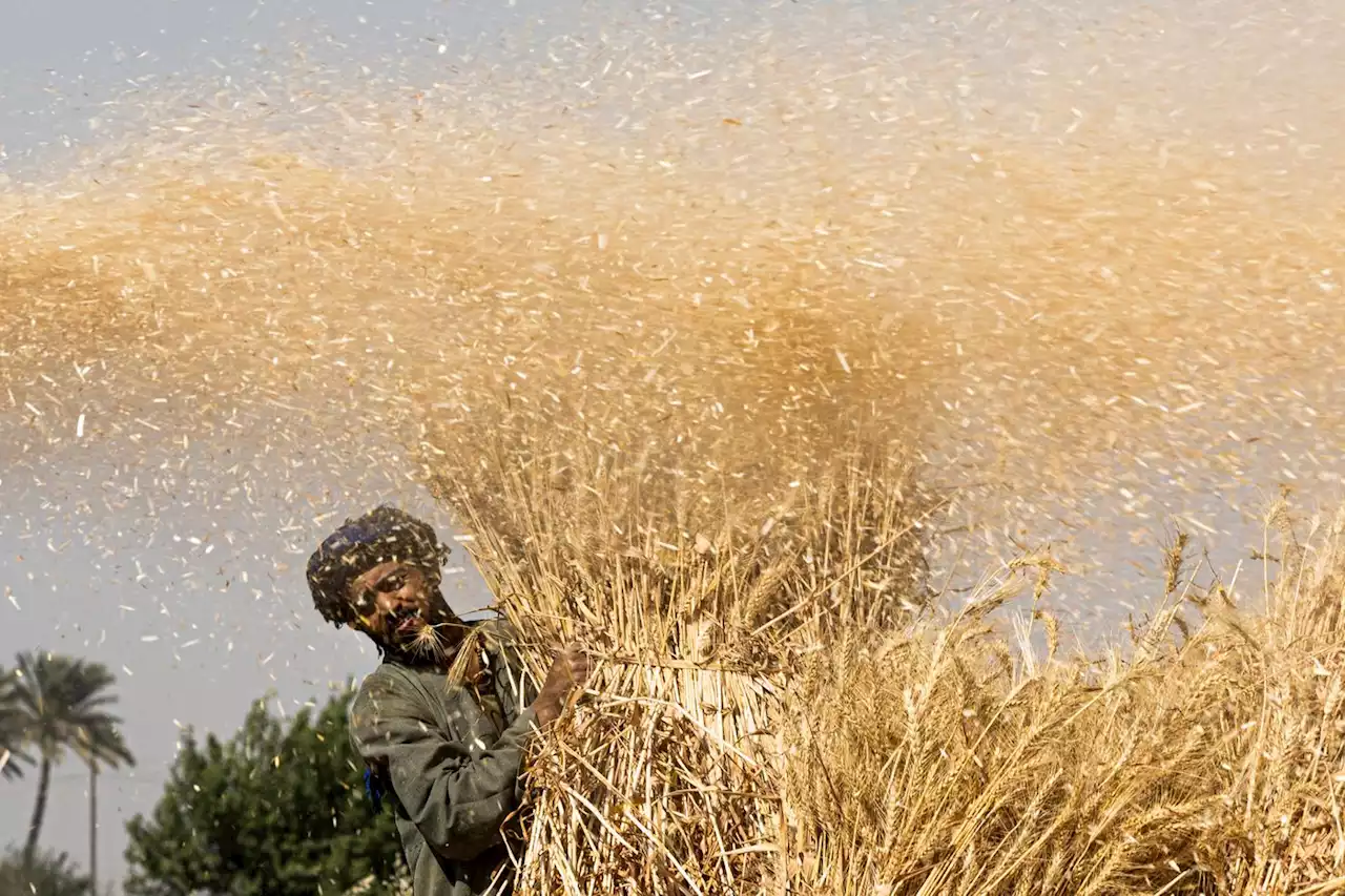 « Bientôt je n’aurai plus que mes doigts à manger » : l’Égypte veut réduire sa dépendance au blé importé