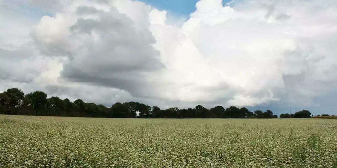 Le sarrasin à la reconquête des champs bretons