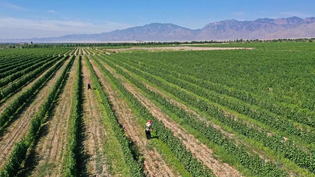 La Chine se cherche un avenir dans le vin