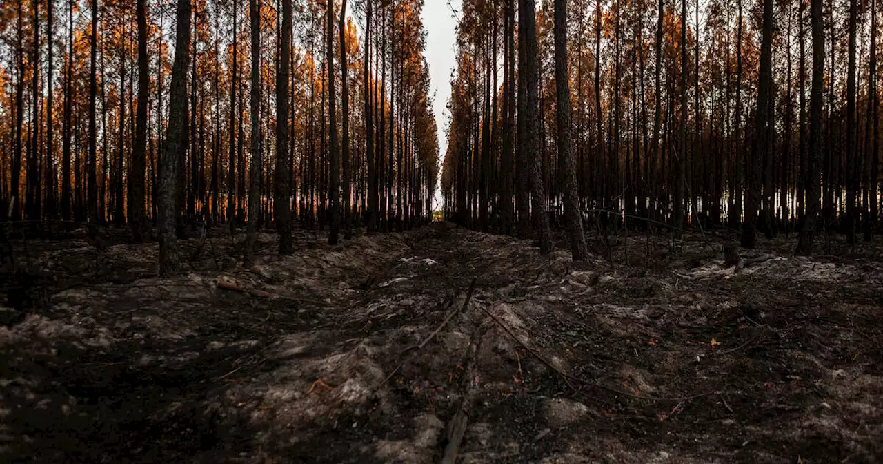 Après les incendies, la gueule de bois des sylviculteurs du Sud-Ouest