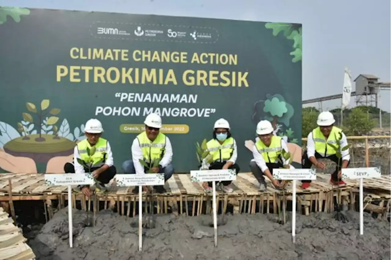 Dukung Tekan Emisi Karbon, Petrokimia Gresik Tanam Puluhan Ribu Mangrove