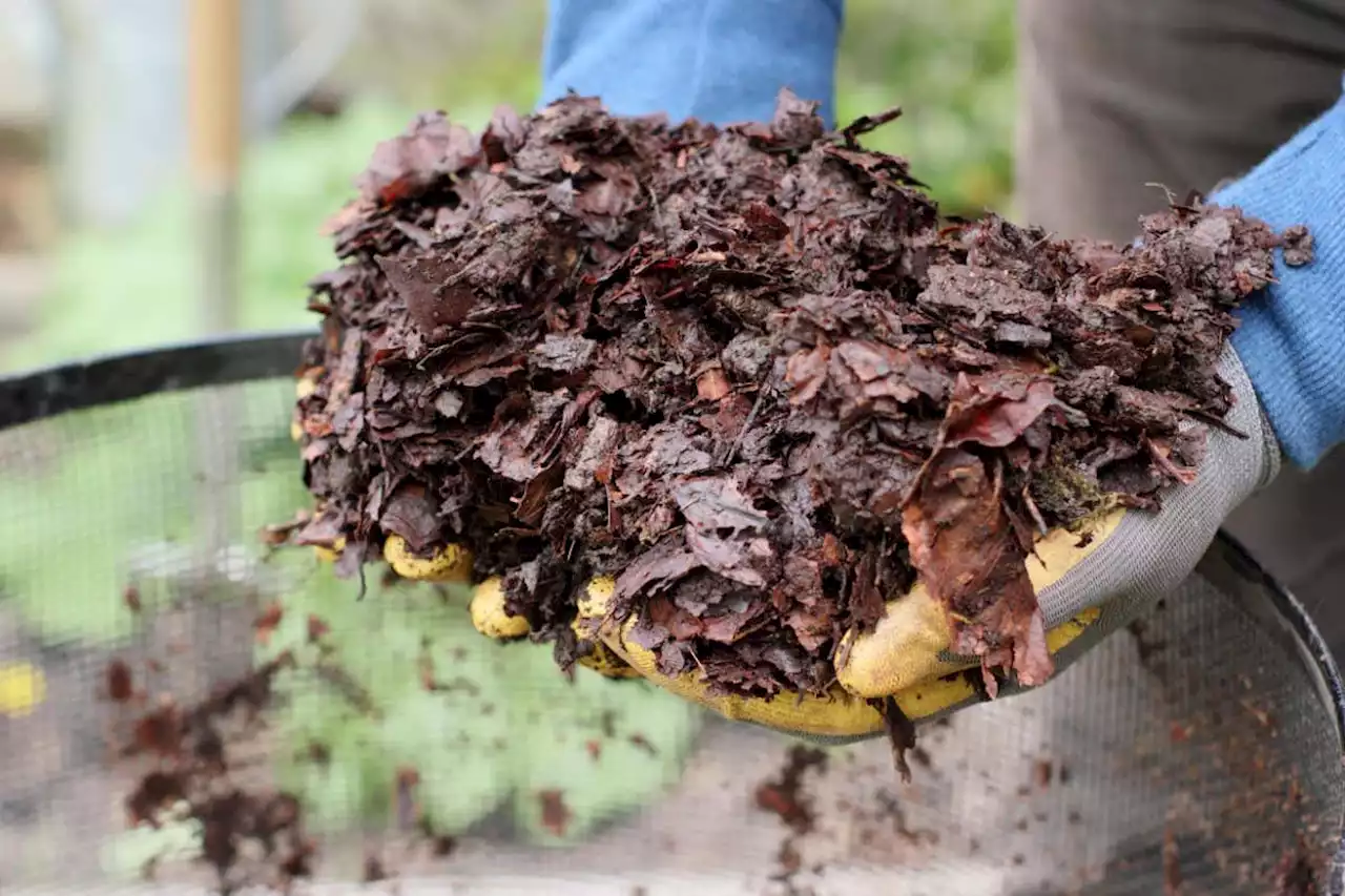 How to make leaf mould to nourish your garden