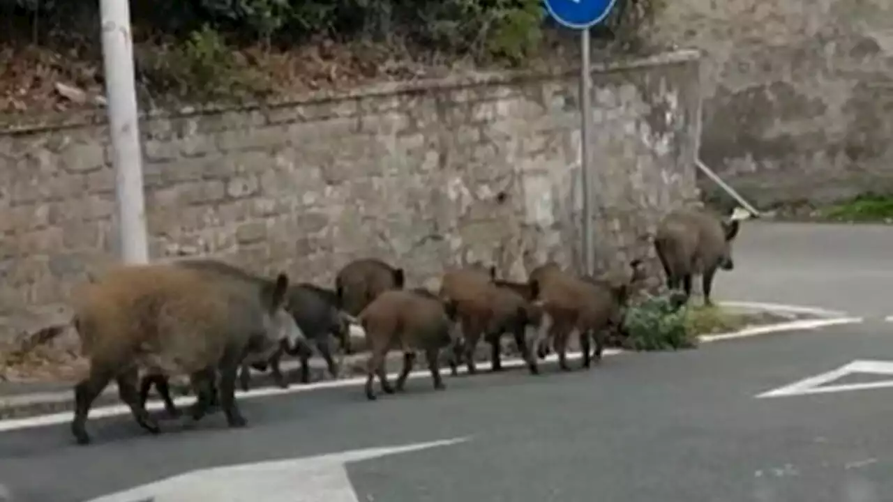 Villa Pamphilj, 'c'è una famiglia di cinghiali che va a spasso'