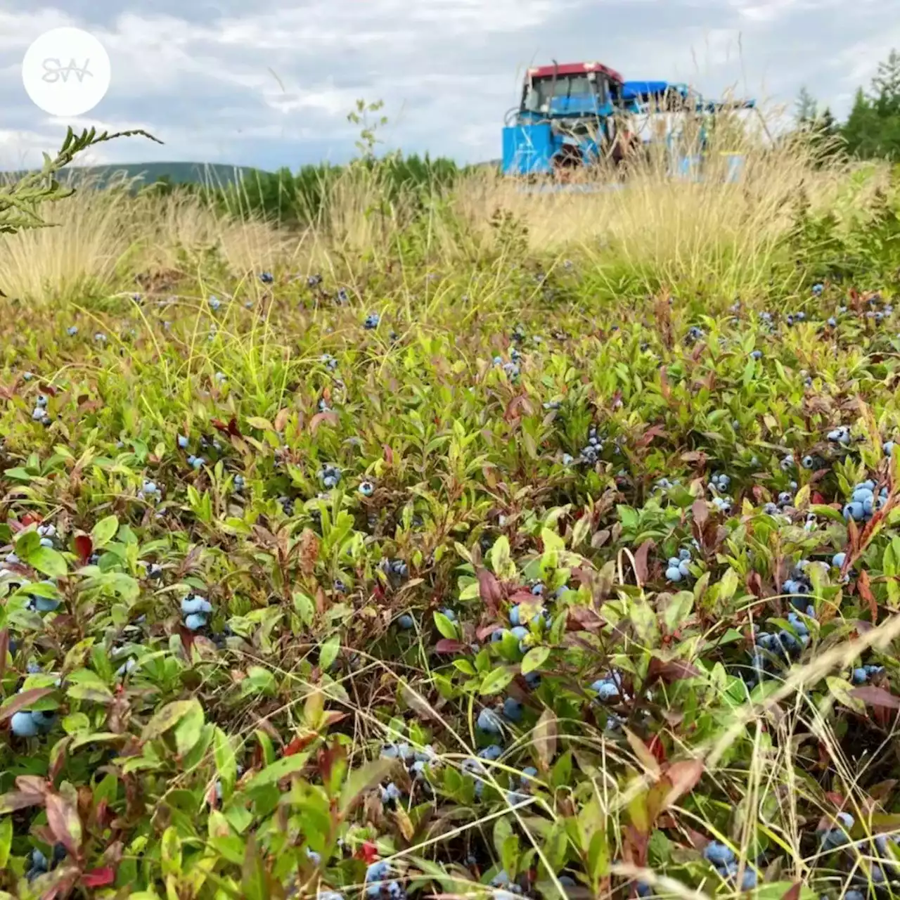 Banner year for Nova Scotia blueberry harvest | SaltWire