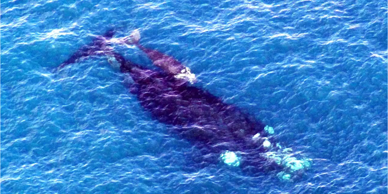 Scientists Uncover a “Missing Link” – Sea Secrets Surface in the Great Australian Bight