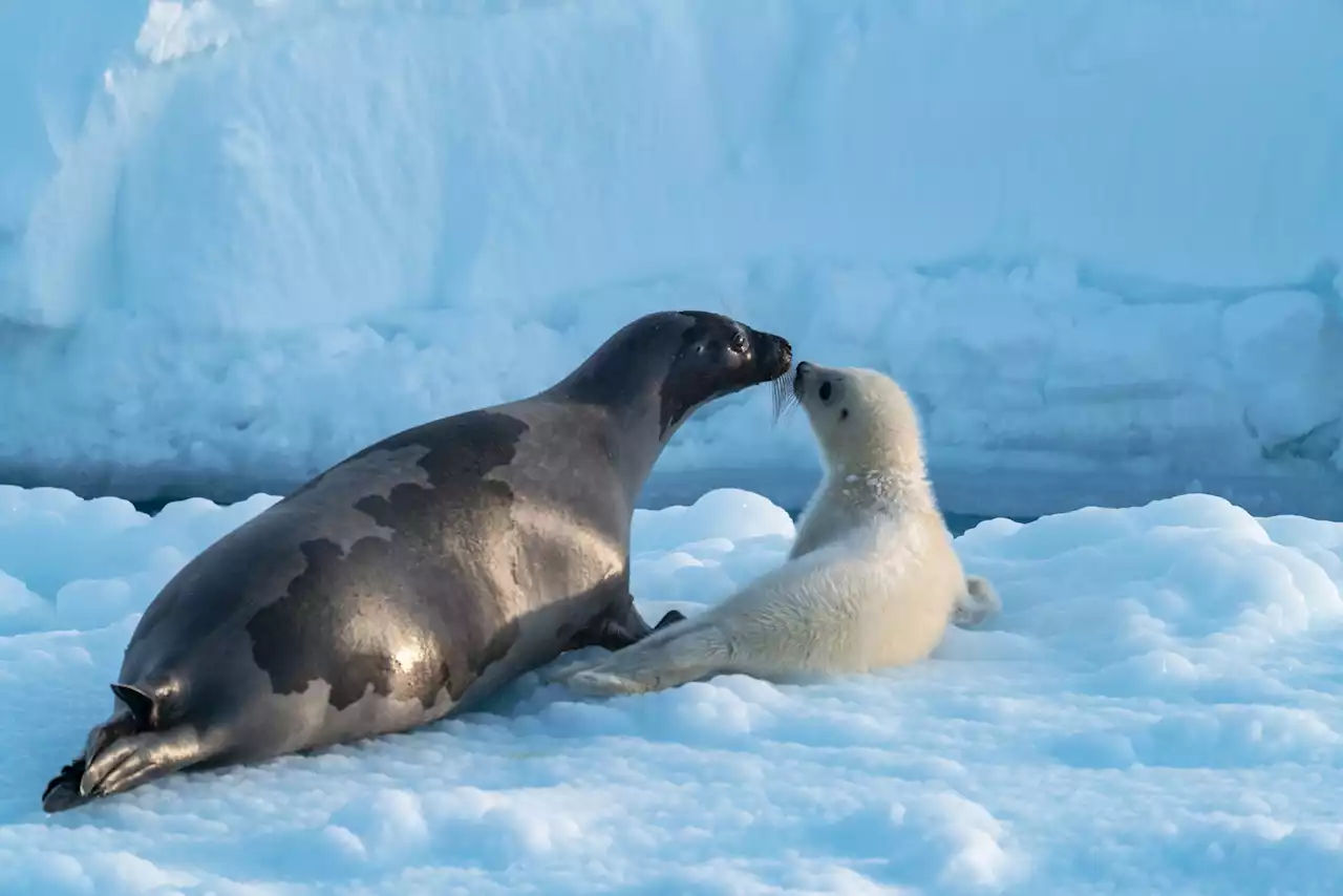 Don't watch Frozen Planet II with your children