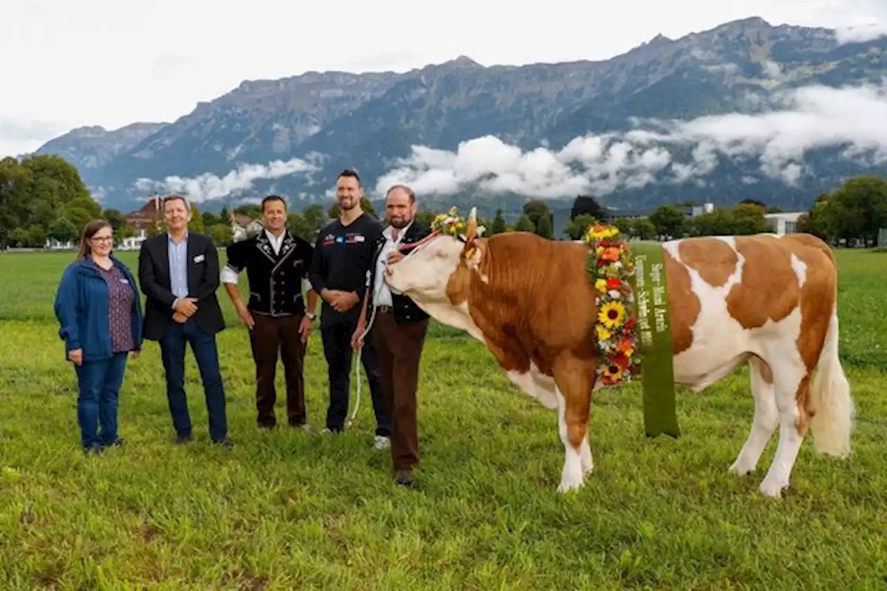 Der Siegermuni der Unspunnen-Schwinget heisst Araris - bauernzeitung.ch