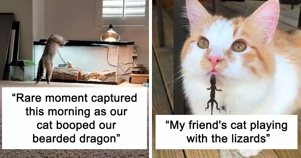 40 Times Lizards Were Caught Being Unbearably Cute