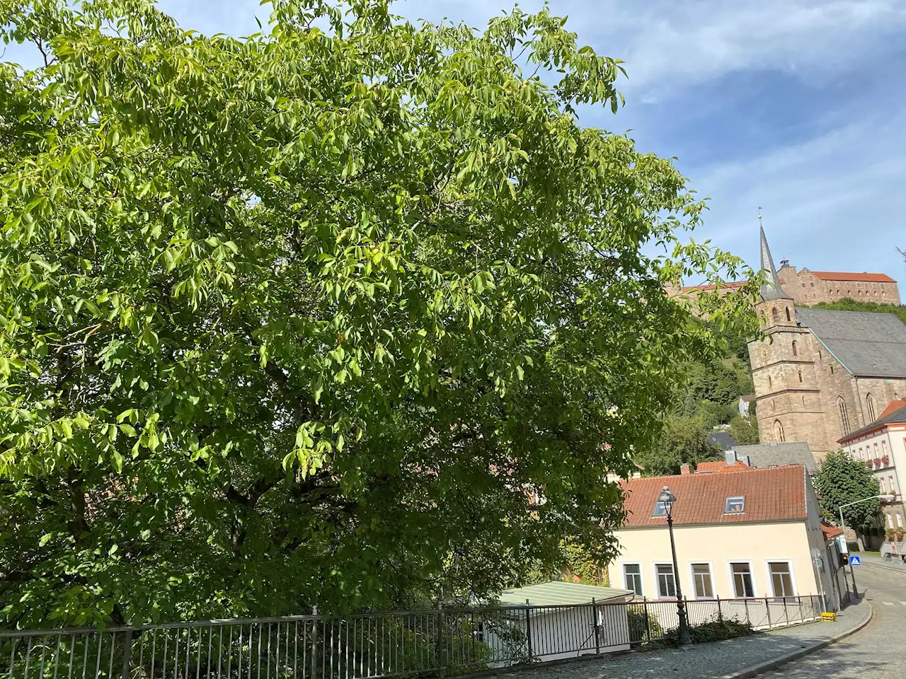 Walnüsse mit der Hand knacken: Der Baum mit den Papiernüssen