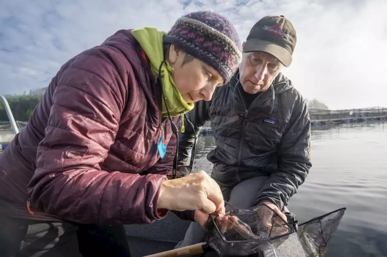 Ottawa is scaling back its promise to phase out open net-pen salmon farms, critics say