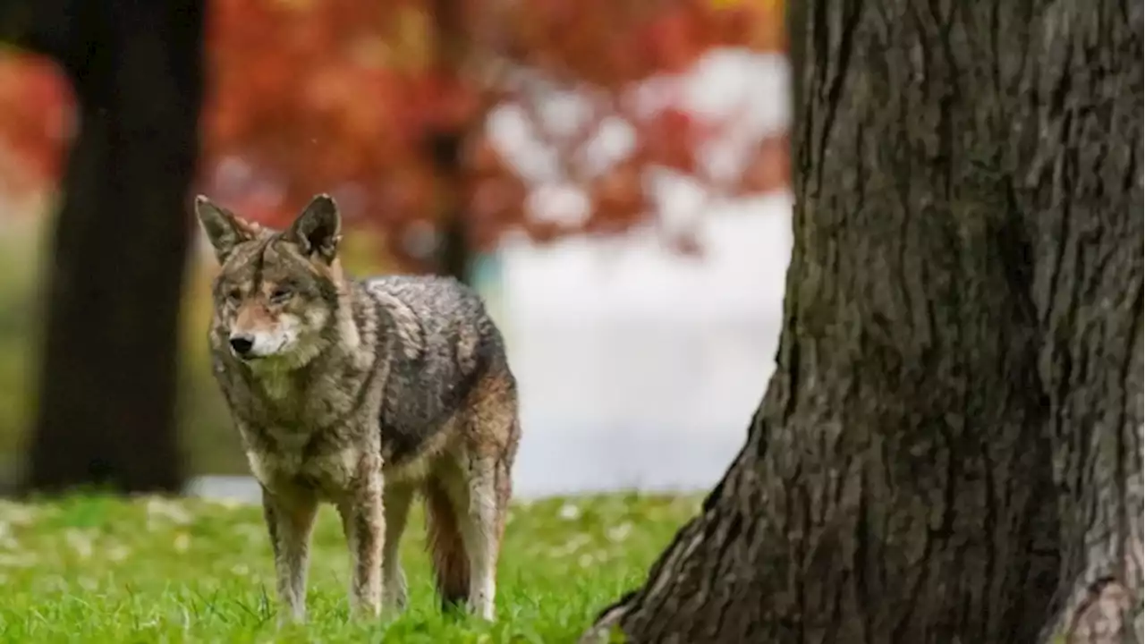 Two coyotes behind string of Burlington attacks 'eliminated,' third still at large: city