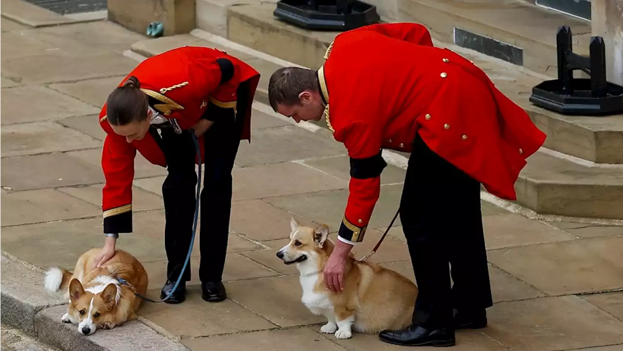 Loyal to the last, Queen's corgis and pony watch her pass