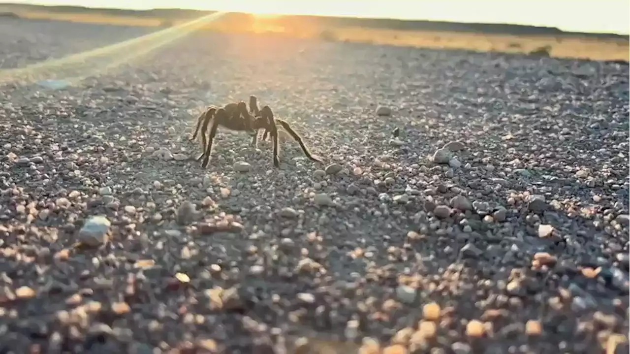 Annual tarantula 'migration' begins in southeastern Colorado