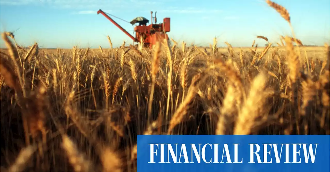 Wheat prices to keep growing even if global production ramps up