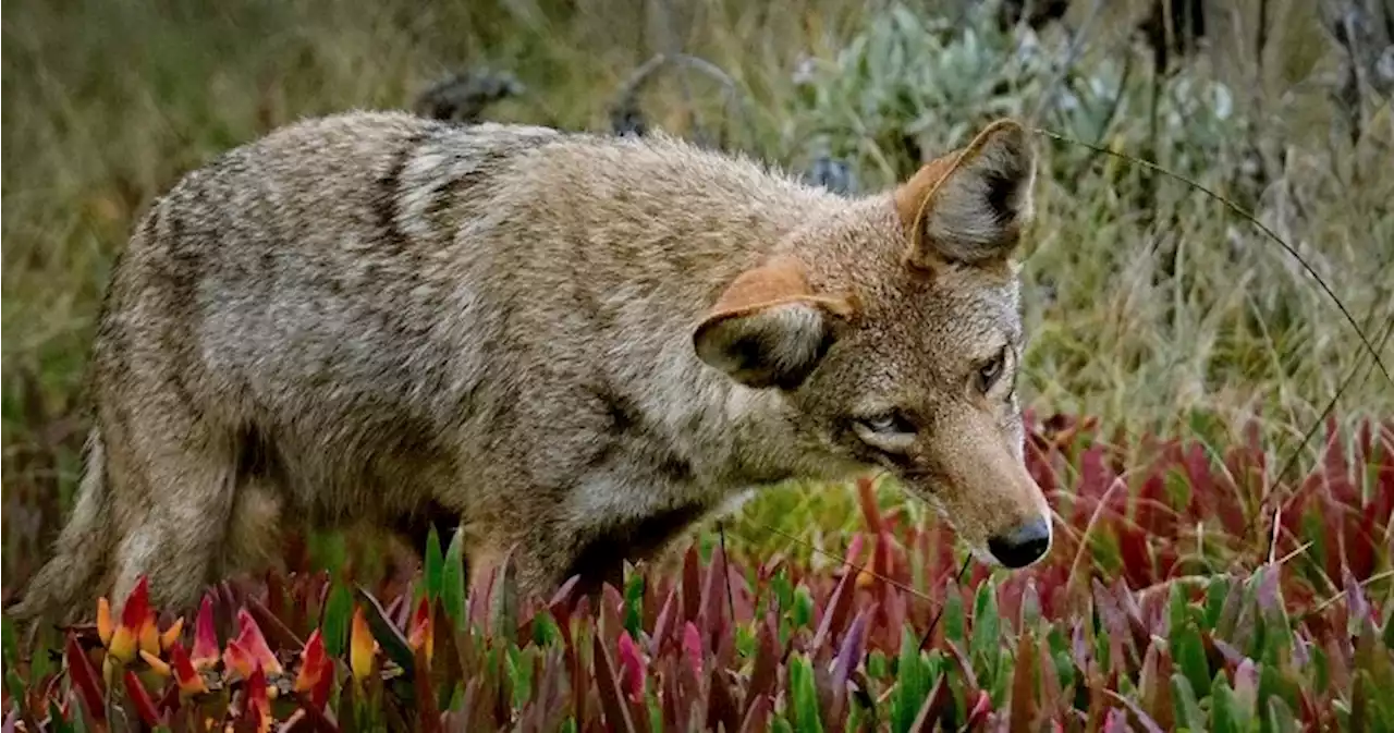 2nd coyote eliminated, search for 3rd amid ongoing attacks in Burlington, Ont. | Globalnews.ca