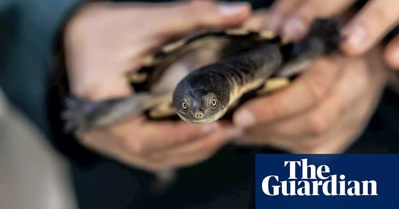 Teaching with turtles: the NSW program turning school students into conservationists