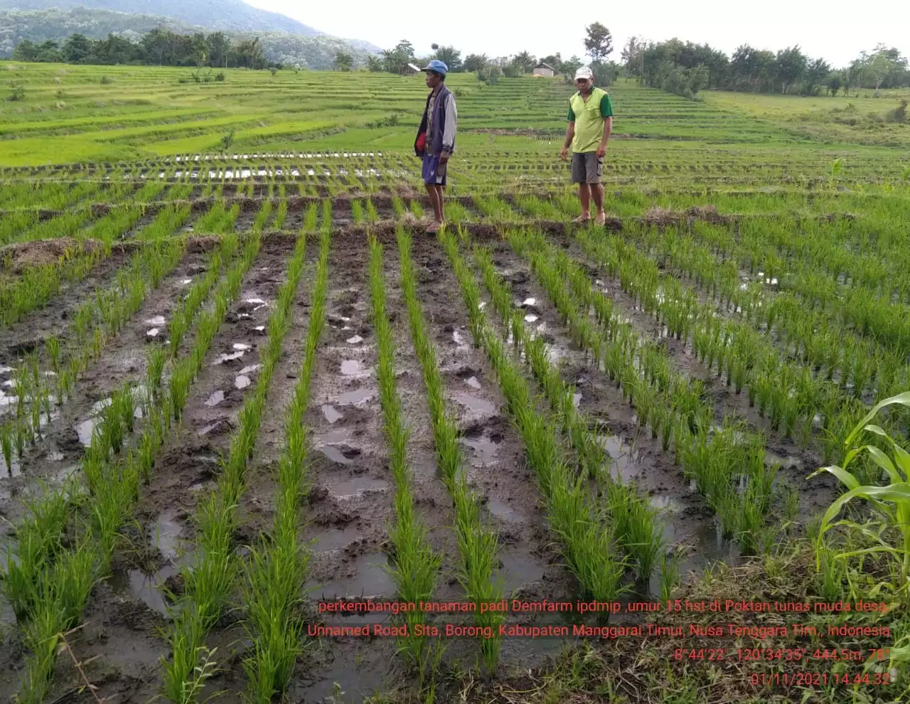 BPTPH Kalsel Sebut Ribuan Lahan Pertanian yang DIserang Tungro Tetap Bisa Dipanen