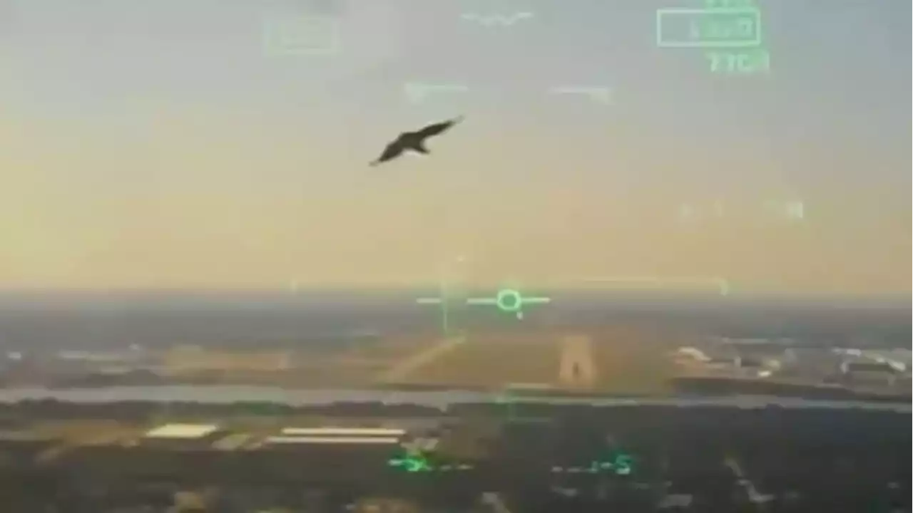 Military releases cockpit video of bird strike before Navy jet crash in Texas neighborhood in 2021