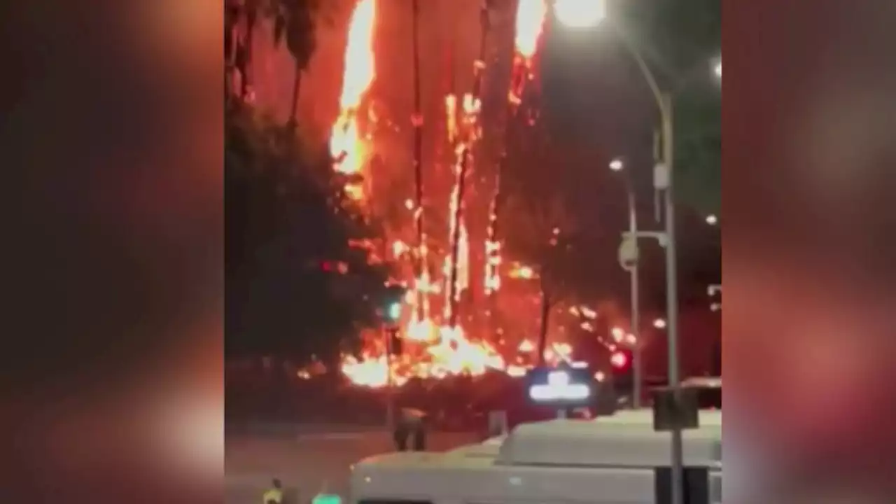 Fire Damages Several Palm Trees Near Hollywood Bowl