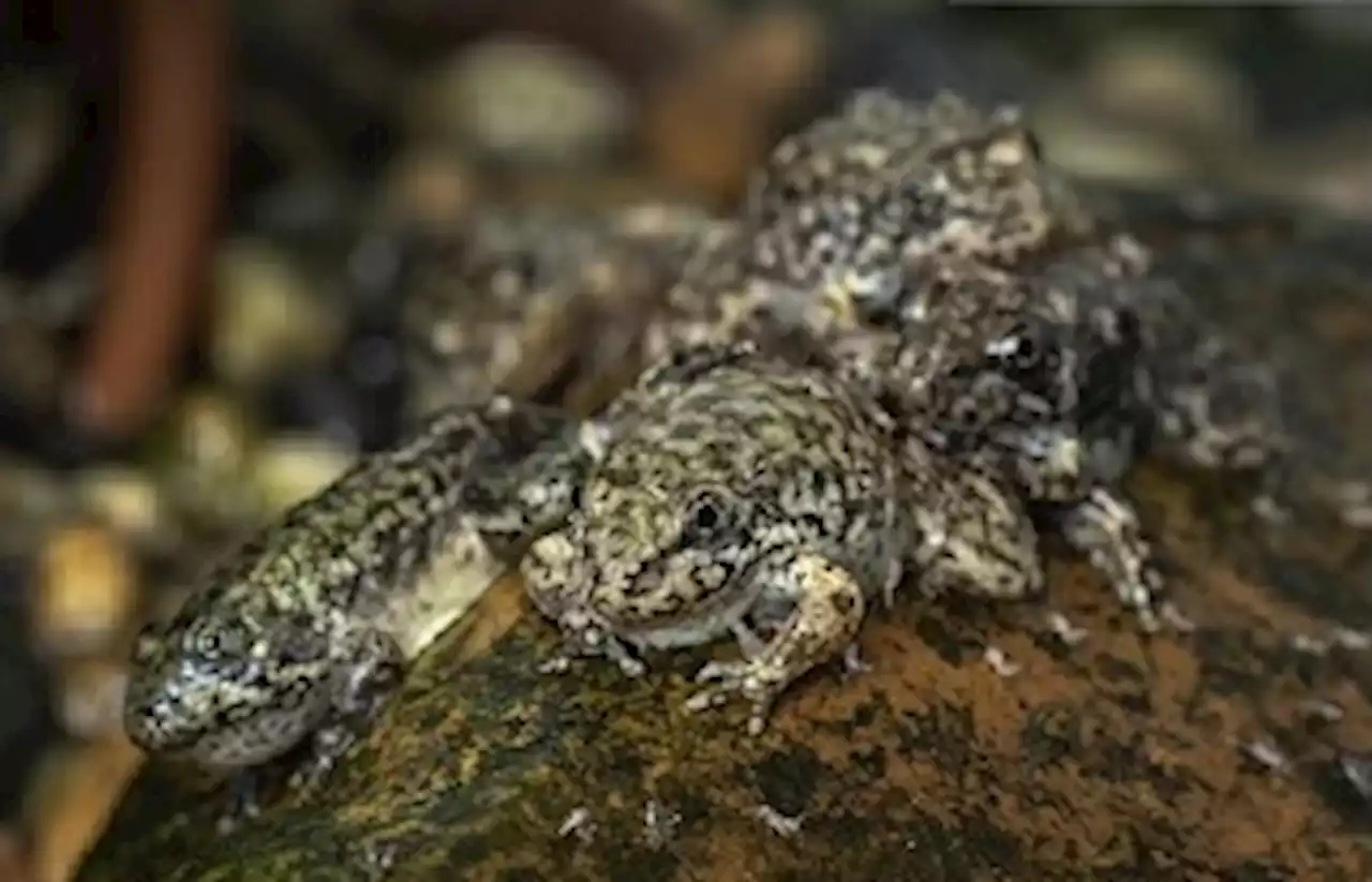 Long Beach Aquarium Releasing Endangered Frogs Back Into Wild