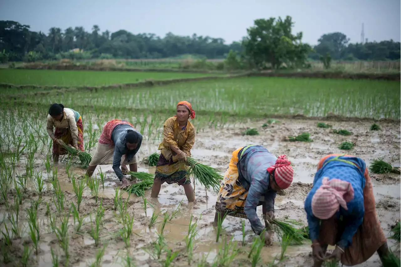 India's Rice Export Ban: The Asian Countries Set to Be Hit Hard — and Those That'll Profit