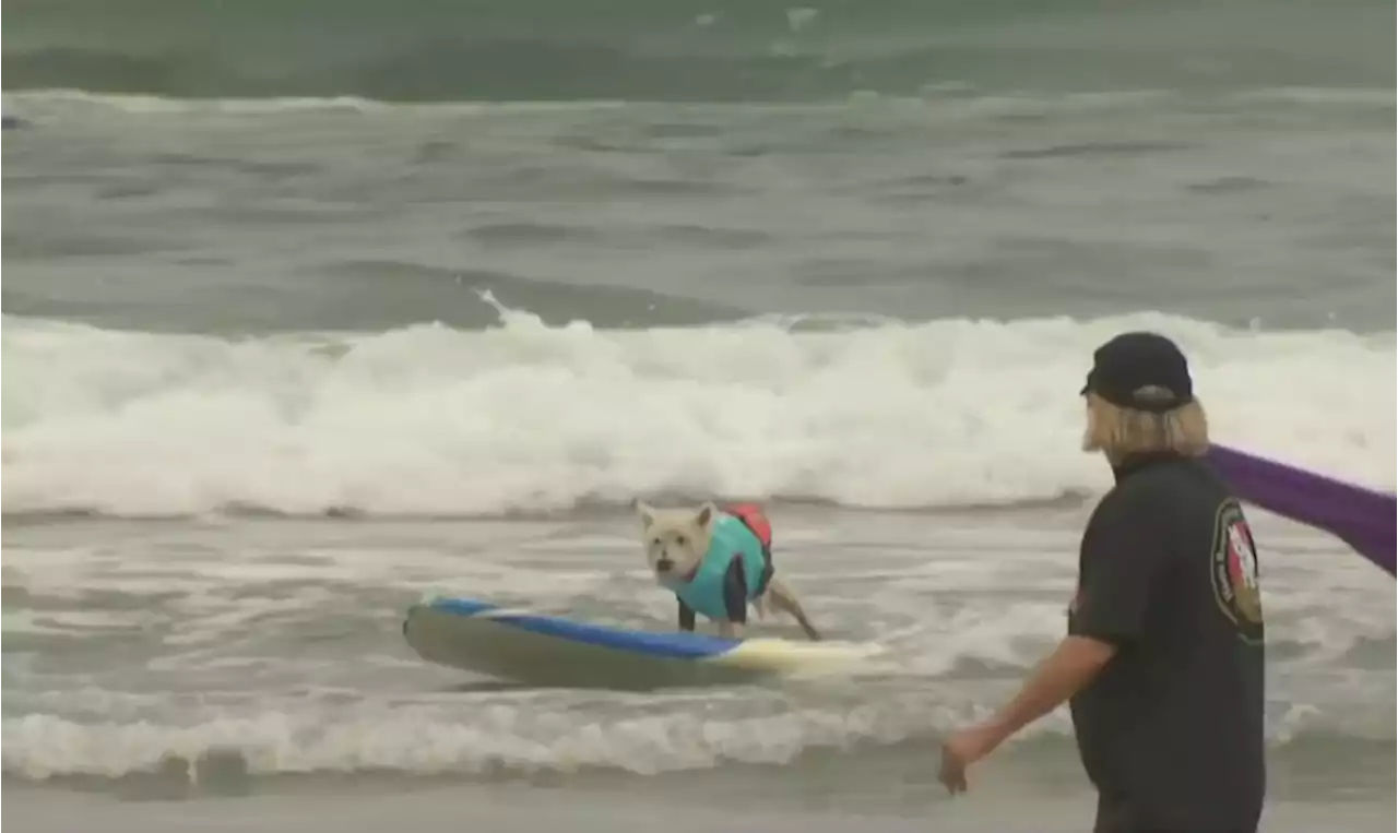 San Diego Pups Paddle Out for Surf Dog Surf-a-Thon