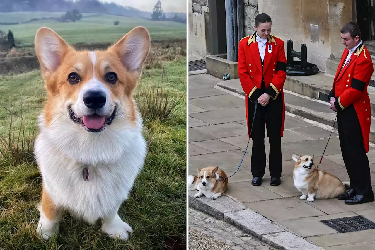 I was shocked to learn my dog is related to Queen Elizabeth’s corgis