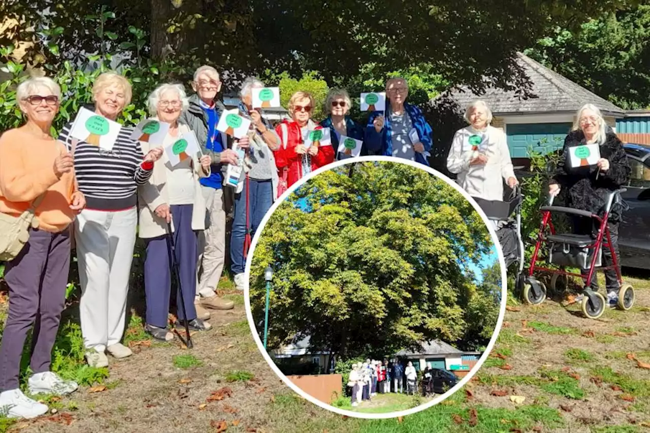 Retirement village residents rally to save 'majestic' tree