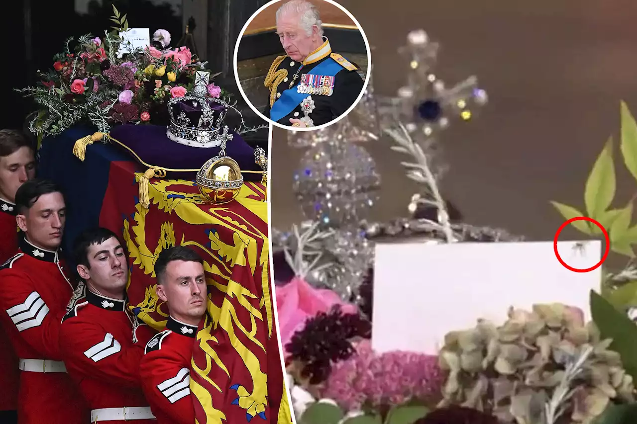 Spider spotted on top of Queen Elizabeth II’s casket during funeral