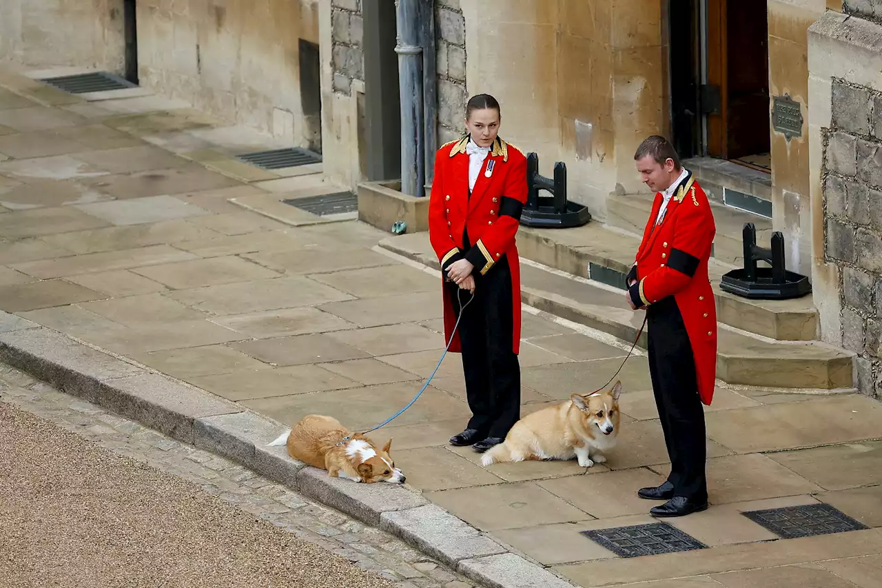 Loyal to the last, queen's corgis and pony watch her pass | SaltWire