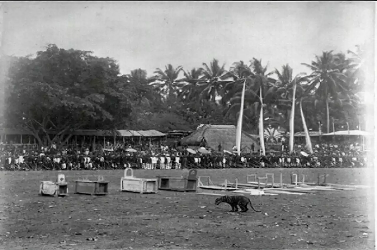 Rampongan Macan, Kisah Tradisi Gladiator di Tanah Jawa