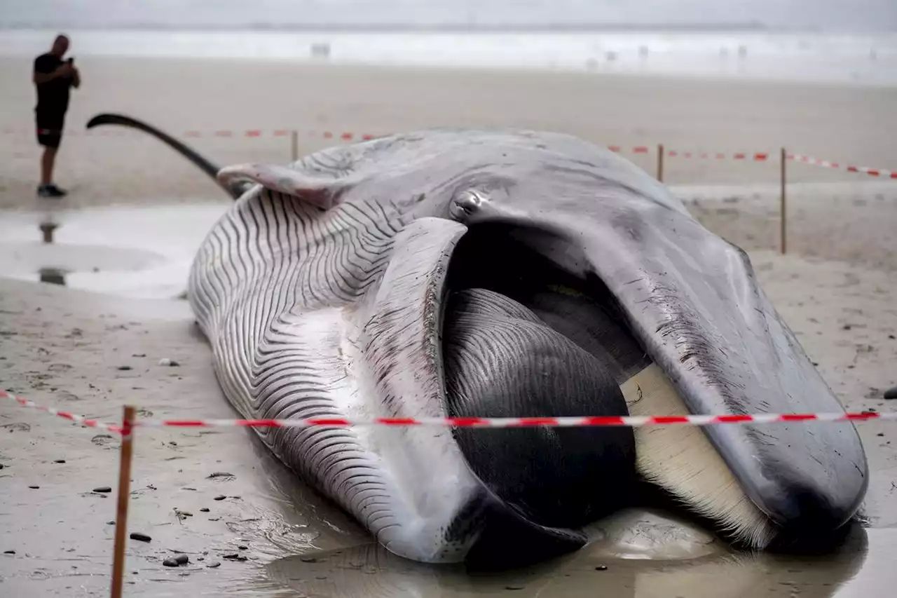 Une nouvelle baleine s’échoue sur une plage du Finistère