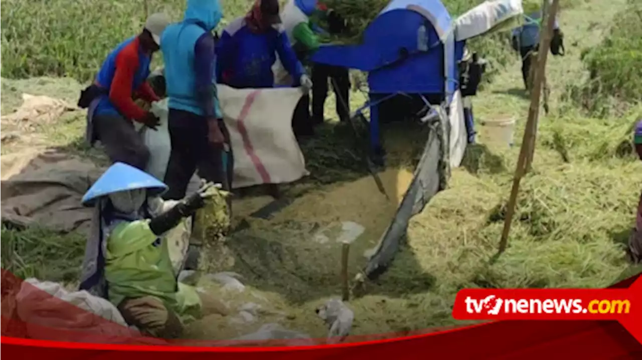 Senyum Bahagia Petani Kendal, Harga Padi Naik pada Musim Panen Tahun Ini