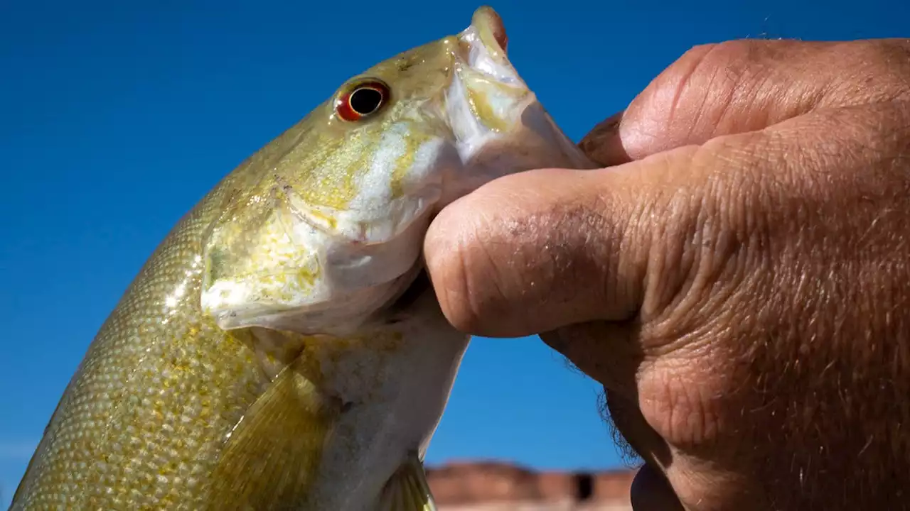 National Park Service to poison bass upstream of Grand Canyon to save native fish