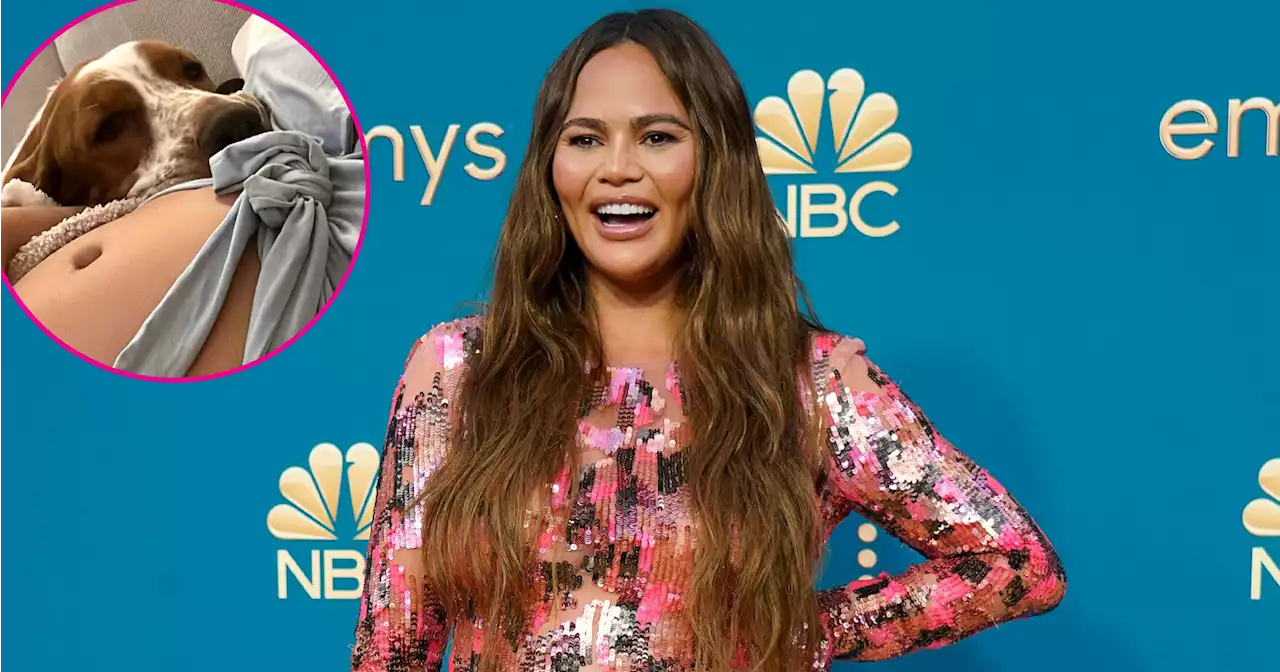 Bump Cuddles! Chrissy Teigen, More Pregnant Stars Love Their Pets