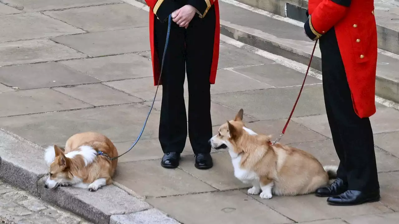 Anche i corgi della regina Elisabetta hanno salutato il corteo della regina a Windsor